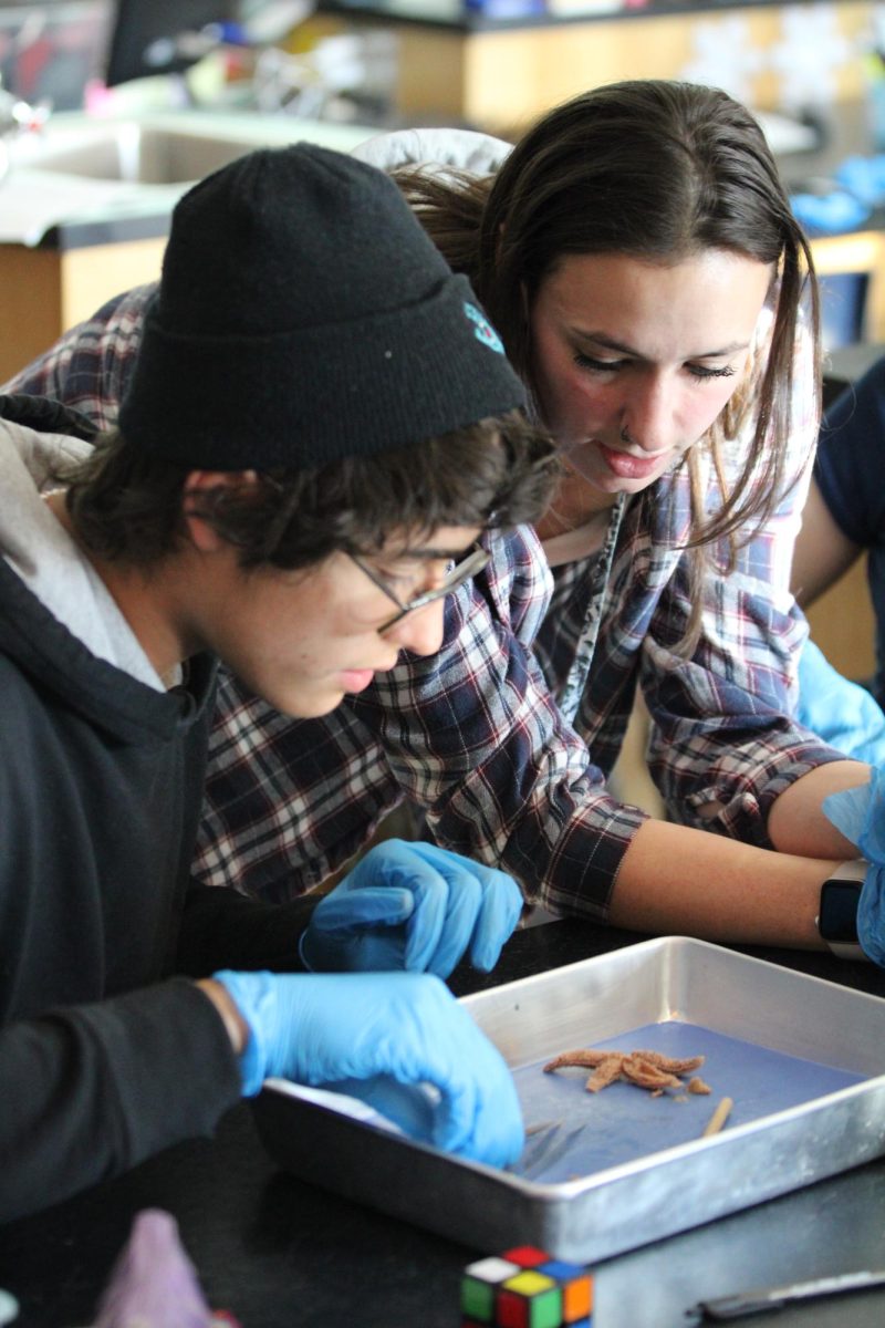 Micheal Verro (10) and Sarah Gray (staff)  work together on a sea star dissection. This is one of Grays favorite activities she has done with her students. 