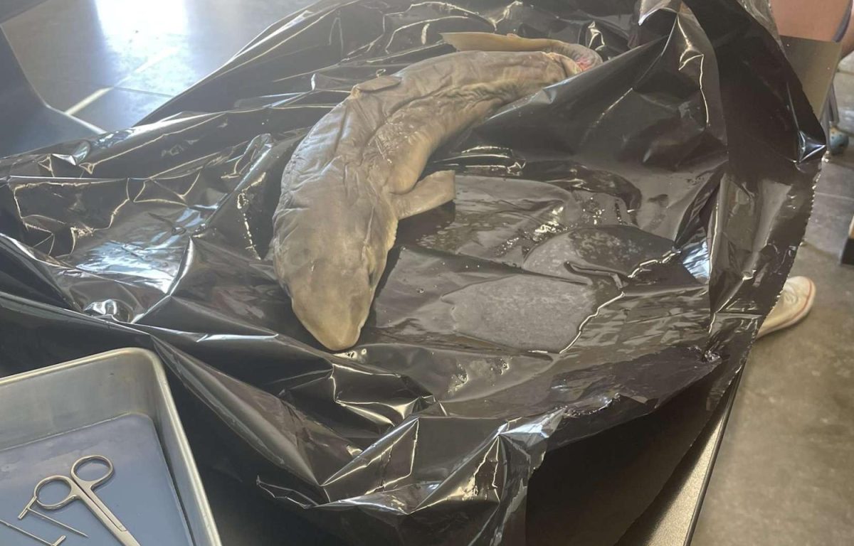 A shark lies on the worktable before students in the ag department dissect it. This activity was designed to help students get hands-on experience working with an actual animal.