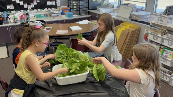 students harvest lettuce in a classroom